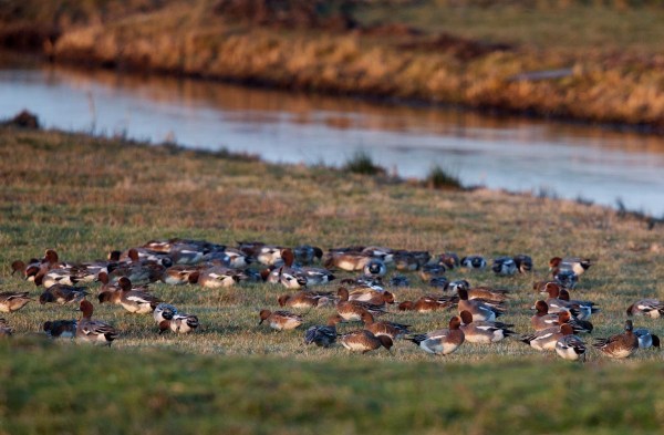 Foto van Smienten, Adorp, Groningen