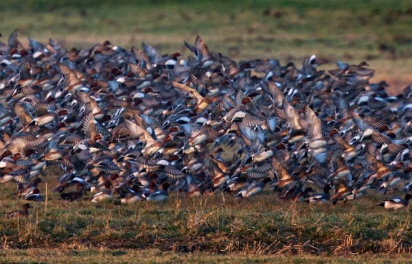 Foto van Smienten, Adorp, Groningen