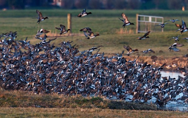 Foto van Smienten, Adorp, Groningen