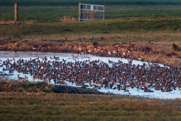 Foto van Smienten, Adorp, Groningen