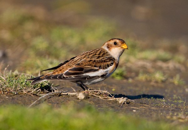 Foto van een Sneeuwgors, Uithuizen, Groningen