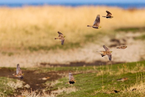 Foto van Strandleeuweriken, Uithuizen, Groningen