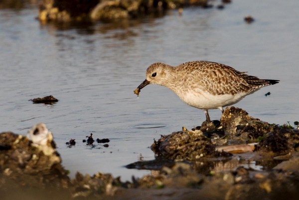 Foto van een Zilverplevier, Brouwersdam, Nederland