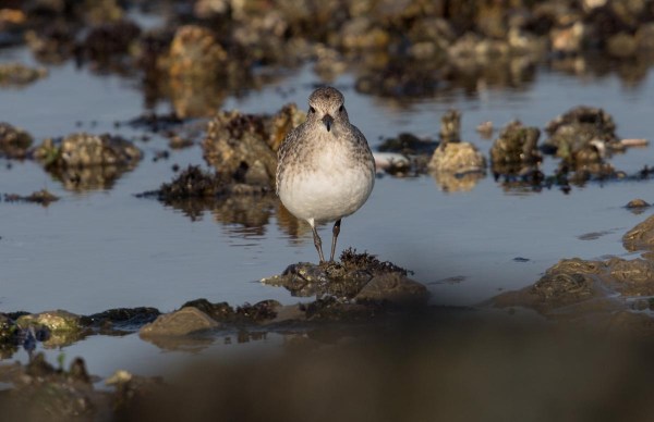 Foto van een Zilverplevier, Brouwersdam, Nederland