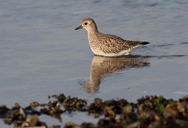 Foto van een Zilverplevier, Brouwersdam, Nederland