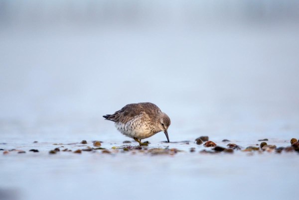 Foto van een Kanoet, Mandø, Denemarken