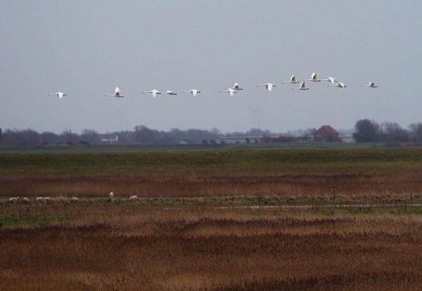 Foto van Wilde Zwanen, Højer, Denemarken