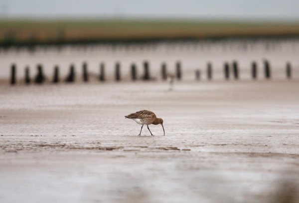Foto van een Wulp, Højer, Denemarken