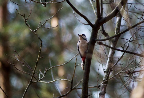 Foto van een Grote Bonte Specht, Leudal, Limburg