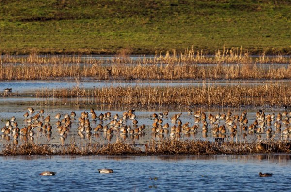 Foto van Grutto's, Landje van Geijsel, Oudekerk aan de Amstel