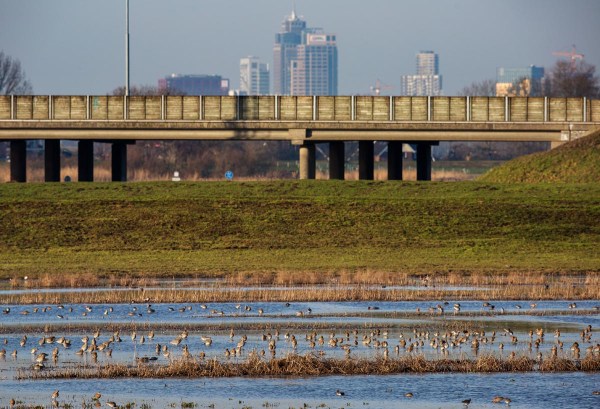 Foto van Grutto's, Landje van Geijsel, Oudekerk aan de Amstel