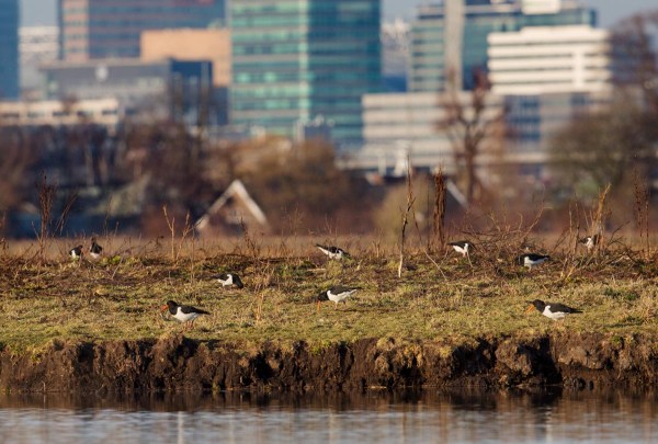 Foto van Scholeksters, Ouderkerkerplas, Oudekerk aan de Amstel