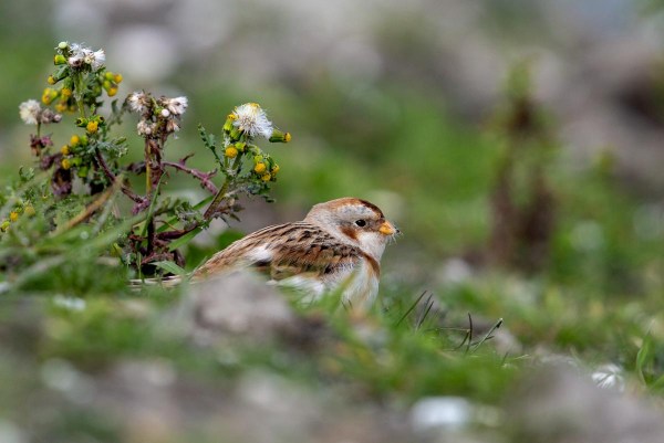 Foto van een Sneeuwgors, Marker Wadden