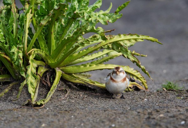 Foto van een Sneeuwgors, Marker Wadden