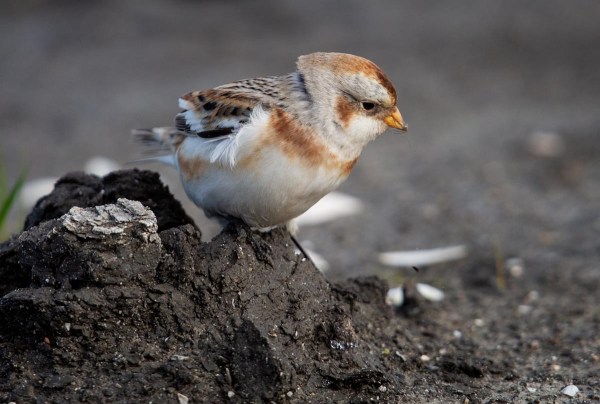 Foto van een Sneeuwgors, Marker Wadden