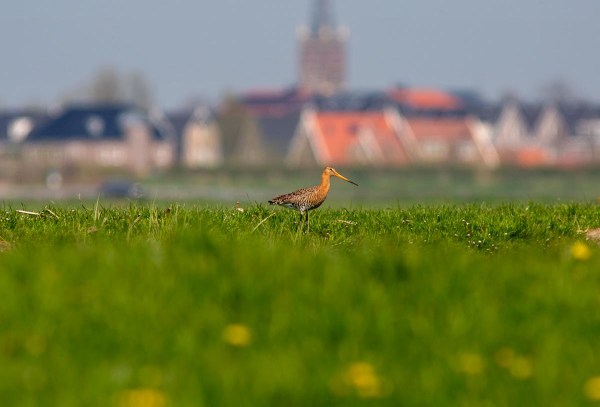 Foto van een Grutto, West-Friesland