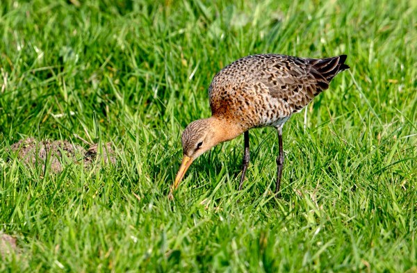 Foto van een Grutto, Polder Arkemheen