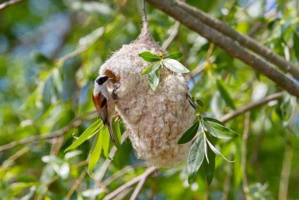 Foto van een buidelmees, Nemunas delta, Litouwen