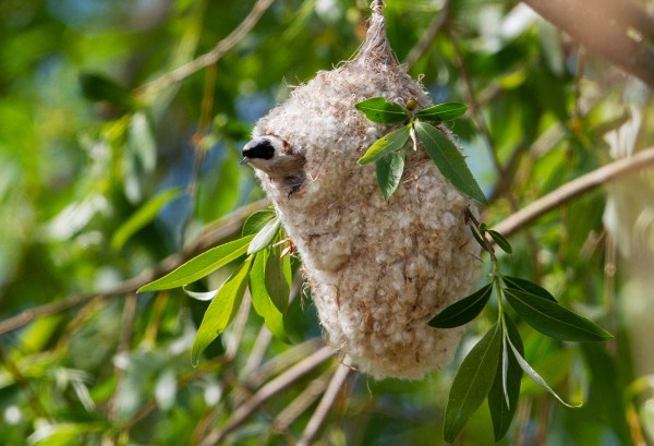Foto van een buidelmees, Nemunas delta, Litouwen