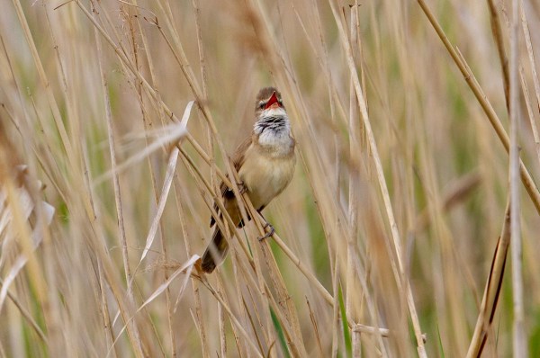 Foto van een grote karekiet, Nemunas delta, Litouwen