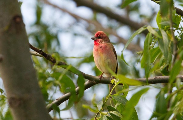 Foto van een roodmus, Nemunas delta, Litouwen