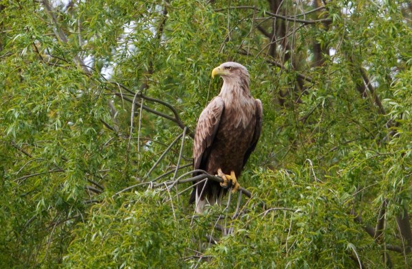 Foto van een zeearend, Nemunas delta, Litouwen