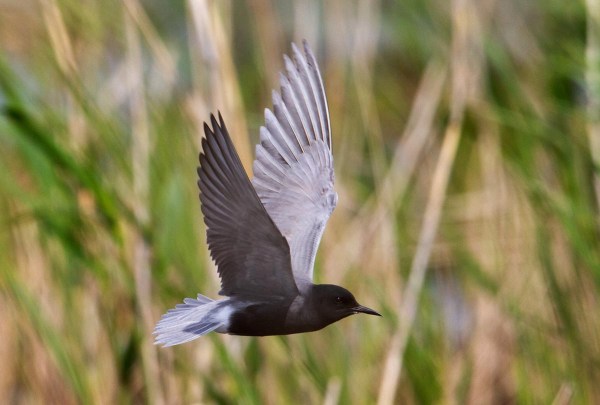 Foto van een zwarte stern, Nemunas delta, Litouwen