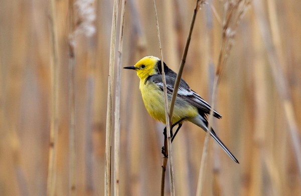 Foto van een citroenkwikstaart, Estland