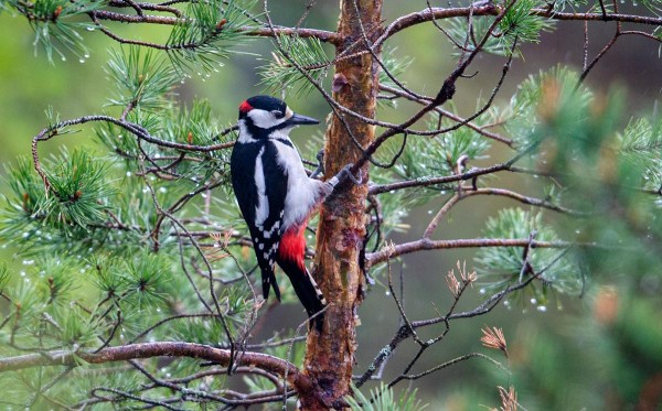 Foto van een grote bonte specht, Estland