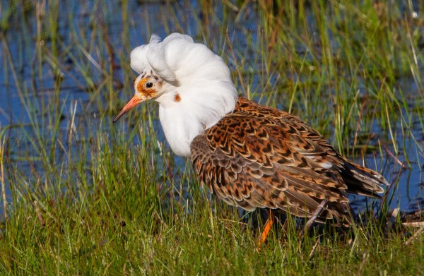 Foto van een kemphaan, Estland