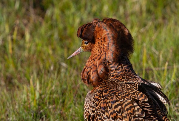 Foto van een kemphaan, Estland