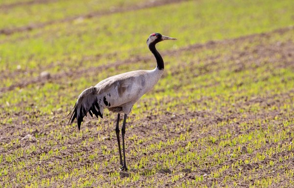 Foto van een kraanvogel, Estland