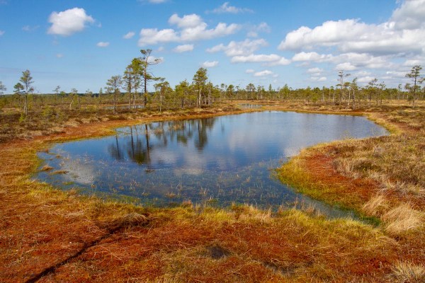 Foto van Nigula bog, Estland