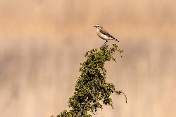 Foto van een tapuit, Estland