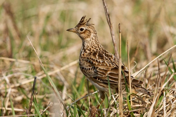 Foto van een veldleeuwerik, Estland