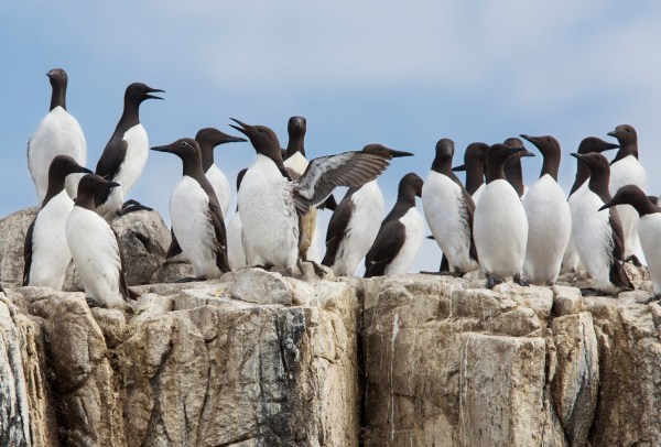 Foto van zeekoeten, Farne eilanden, Verenigd Koninkrijk