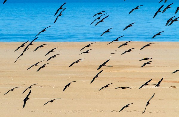 Foto van Heremietibissen, Souss-Massa National Park, Marokko