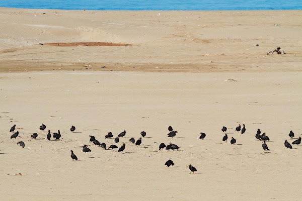 Foto van Heremietibissen, Souss-Massa National Park, Marokko