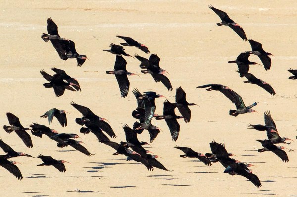 Foto van Heremietibissen, Souss-Massa National Park, Marokko