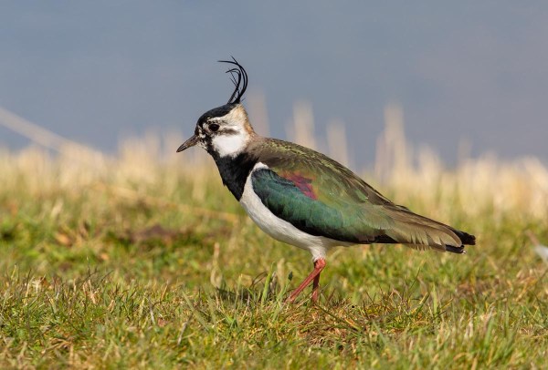 Foto van een kievit, Workumerwaard