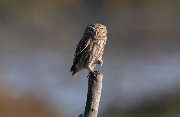 Foto van een steenuil, Marokko