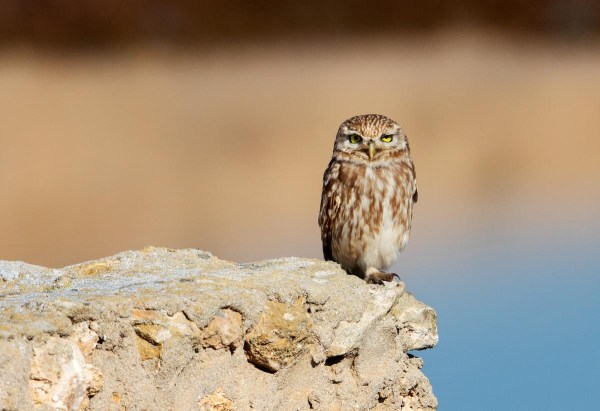 Foto van een steenuil, Marokko