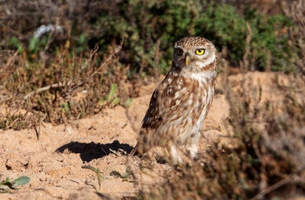 Foto van een steenuil, Marokko