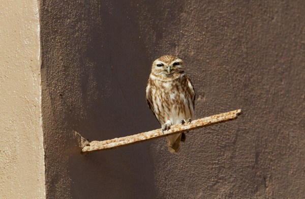 Foto van een steenuil, Marokko