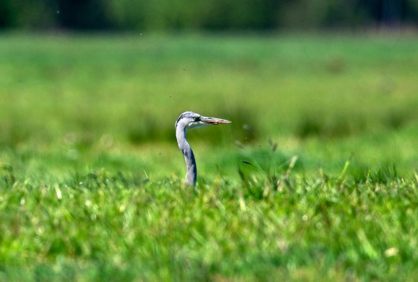 Foto van een blauwe reiger, Krimpenerwaard