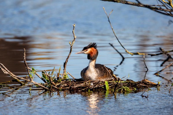 Foto van een fuut, Krimpenerwaard
