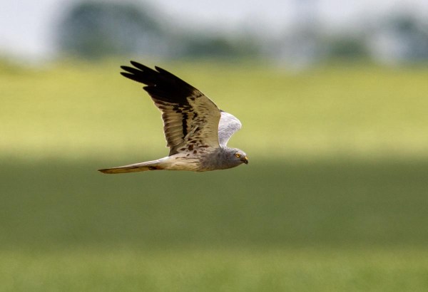Foto van een grauwe kiekendief, Groningen