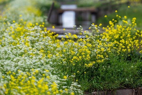 Foto van de Krimpenerwaard