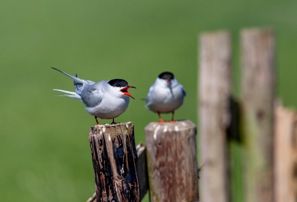 Foto van visdieven, Krimpenerwaard