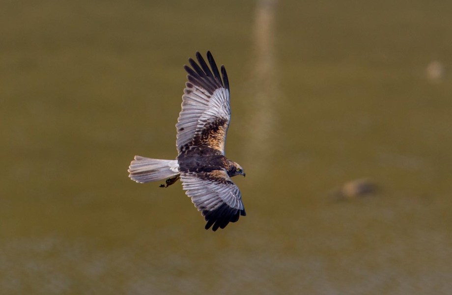 Foto van een Bruine Kiekendief, Marokko